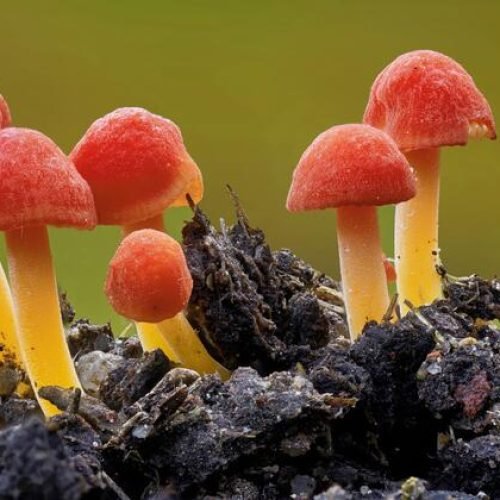 Petra+Werner Eimann Kaarst Alemanha
                          Os fungos desempenham um papel essencial na preservação da biodiversidade