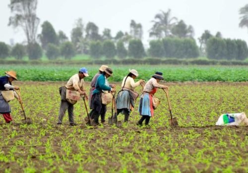 Ciat/Neil Palmer
                          Agricultores trabalham em um campo na bacia de Cañete, no Peru