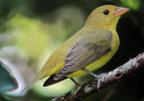 © Wikimedia/Félix Uribe
                          Um Tanager Escarlate está sentado em uma árvore em San Andrés, Ilhas, Colômbia