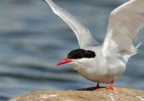 Jakub Fryš
                          A avaliação estima que pelo menos 30 mil aves marinhas são capturadas acidentalmente por ano nas pescarias de espinhel pelágico.