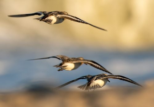 Destaque-Grupo-de-aves-scaled.jpg